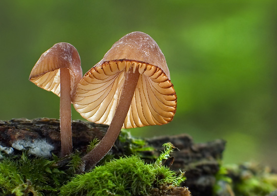 prilbička zelenoobrúbená Mycena viridimarginata P. Karst.