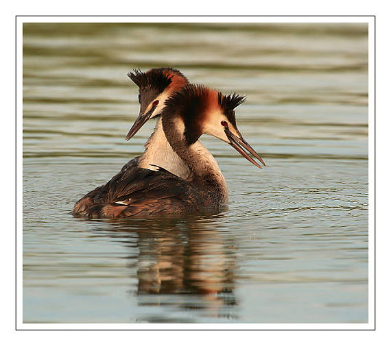 potápka chochlatá Podiceps cristatus