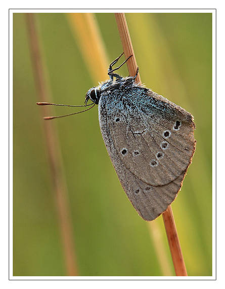 modráčik lesný Polyommatus semiargus