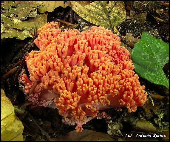 strapačka lososovoružová Ramaria subbotrytis (Coker) Corner