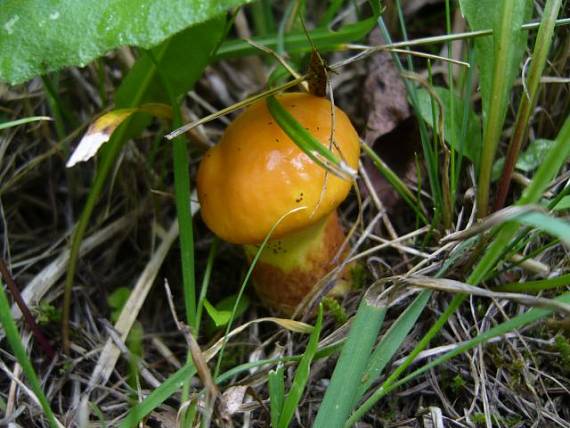 masliak smrekovcový Suillus grevillei (Klotzsch) Singer