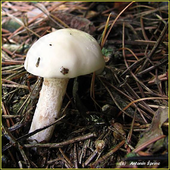 masliak biely Suillus placidus (Bonord.) Singer