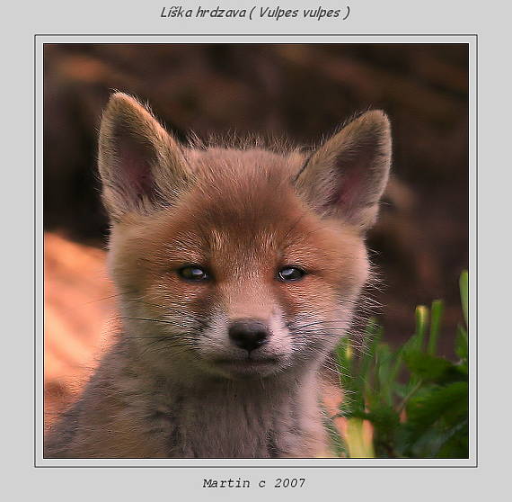 liška Vulpes vulpes