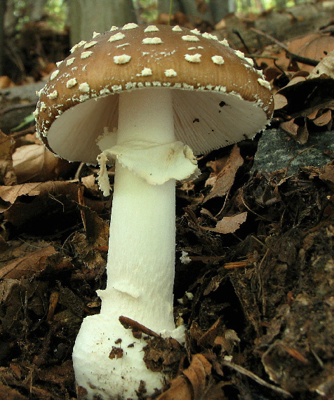 muchotrávka tigrovaná Amanita pantherina (DC.) Krombh.