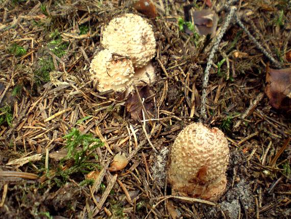 muchotrávka červenkastá Amanita rubescens Pers.