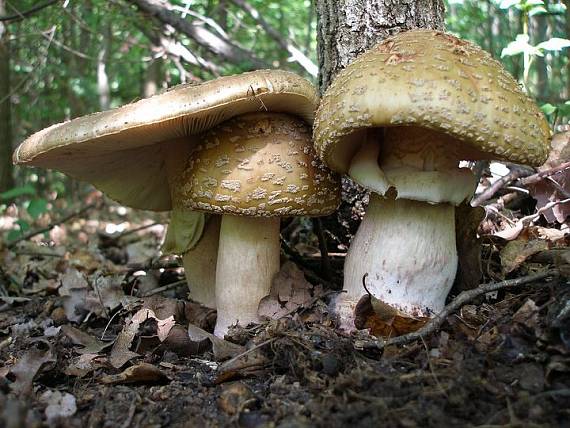 muchotrávka červenkastá Amanita rubescens Pers.