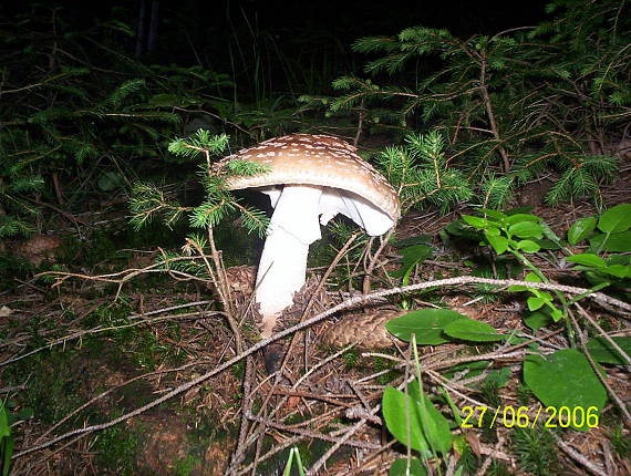 muchotrávka Amanita sp.