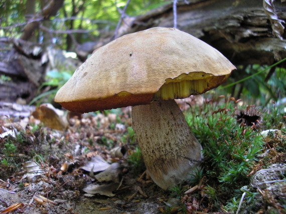 hríb zrnitohlúbikový Boletus erythropus?