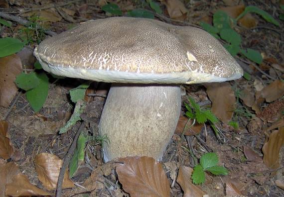 hríb dubový Boletus reticulatus Schaeff.