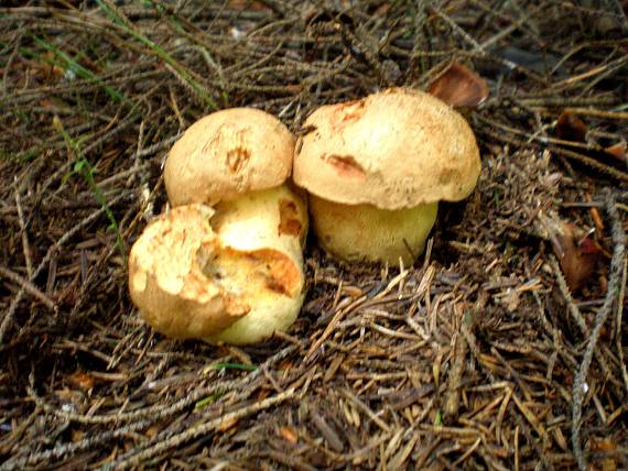 hríb horský Butyriboletus subappendiculatus (Dermek, Lazebn. & J. Veselský) D. Arora & J.L. Frank