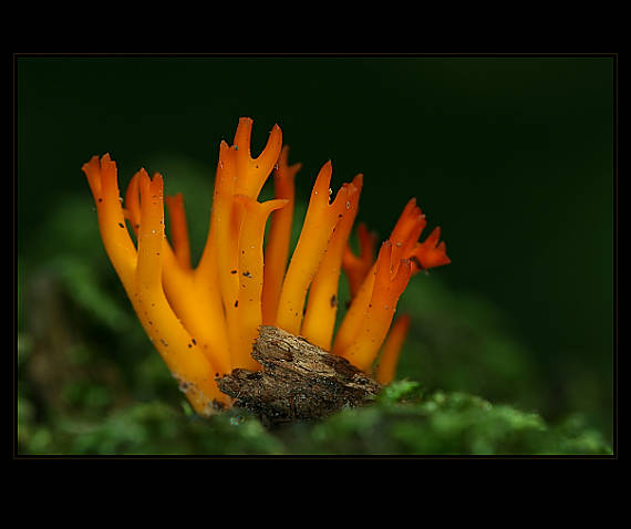 parôžkovec lepkavý Calocera viscosa (Pers.) Fr.