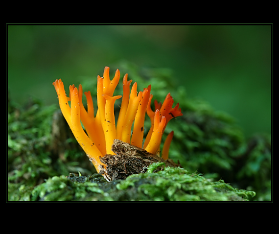 parôžkovec lepkavý Calocera viscosa (Pers.) Fr.