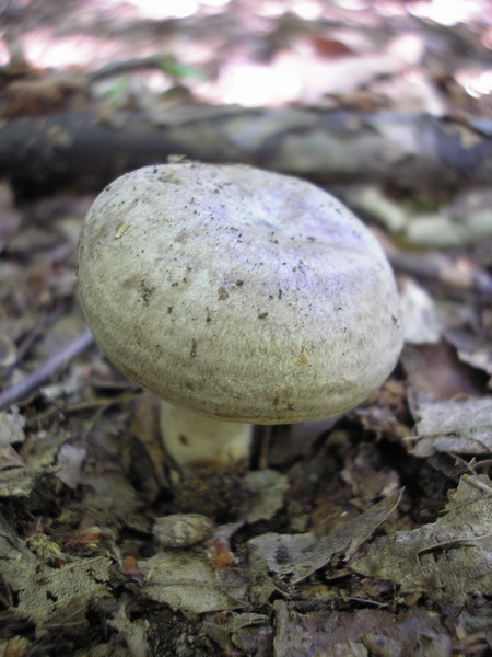 rýdzik Lactarius sp.