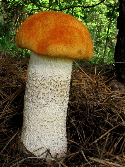 kozák osikový Leccinum albostipitatum den Bakker & Noordel.