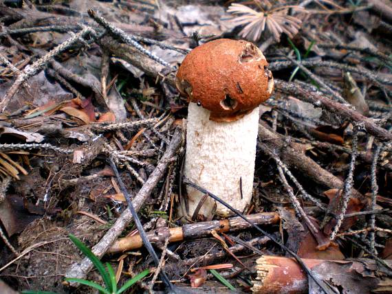 kozák osikový Leccinum albostipitatum den Bakker & Noordel.