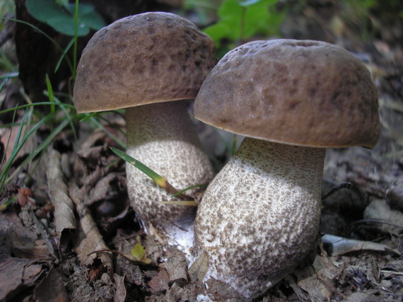 kozák hrabový Leccinum pseudoscabrum (Kallenb.) Šutara