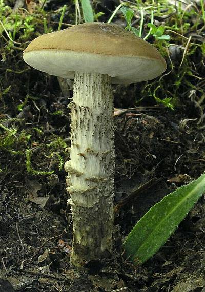 kozák brezový Leccinum scabrum (Bull.) Gray