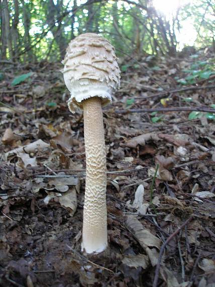 bedľa vysoká Macrolepiota procera (Scop.) Singer