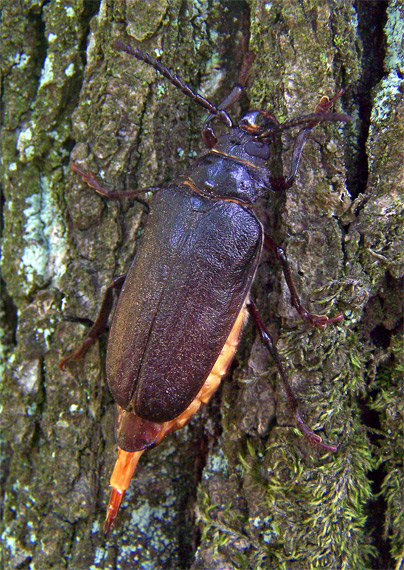 fuzáč hrubý - samička Prionus coriarius (Cerambycidae)