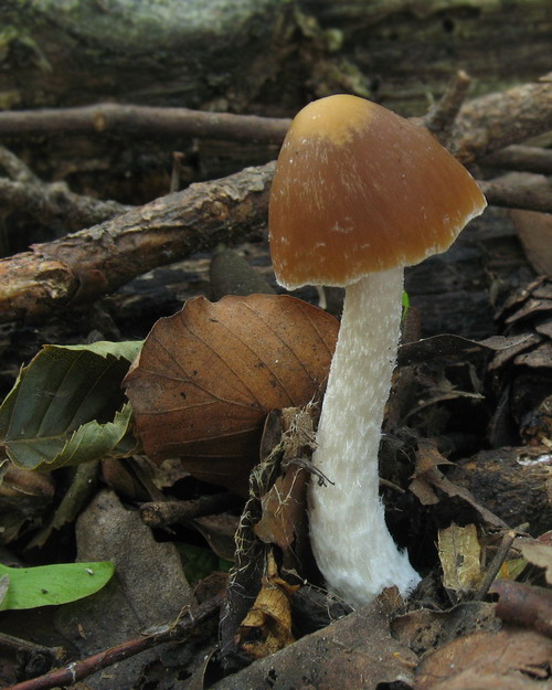 drobuľka Psathyrella sp.