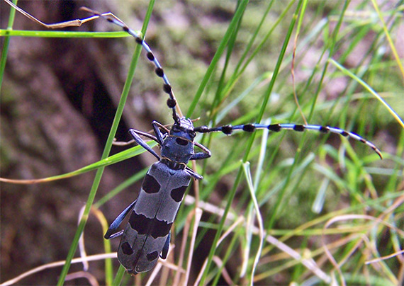 fuzáč alpský Rosalia alpina