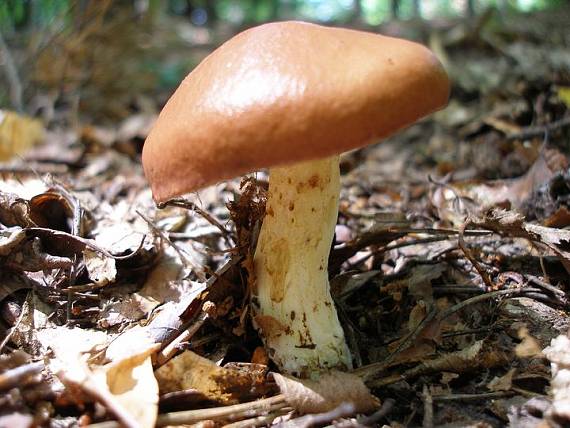 masliak zrnitý Suillus granulatus (L.) Roussel