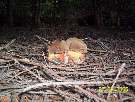 hríb zrnitohlúbikový Sutorius luridiformis (Rostk.) G. Wu & Zhu L. Yang