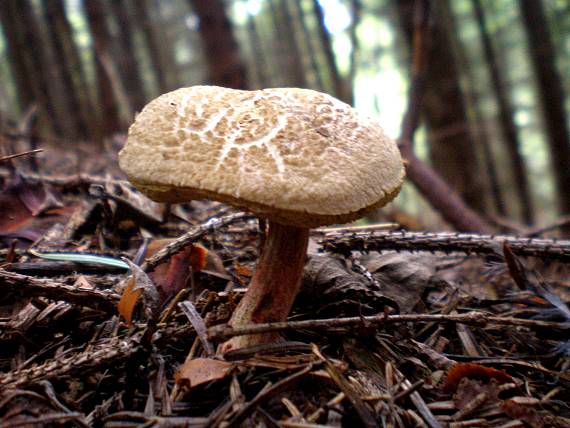 suchohríb žltomäsový Xerocomellus chrysenteron (Bull.) Šutara