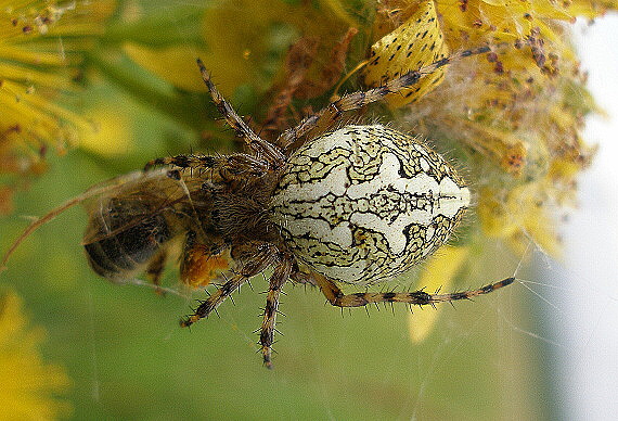 križiak Aculepeira ceropegia