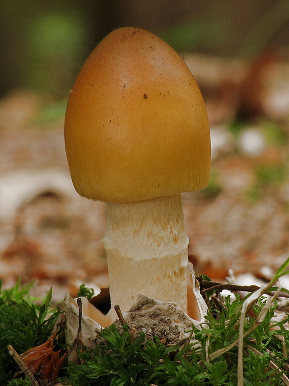 muchotrávka oranžová Amanita crocea (Quél.) Singer