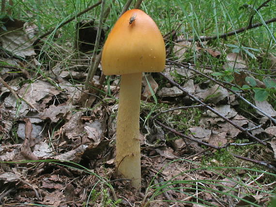 muchotrávka oranžová Amanita crocea (Quél.) Singer