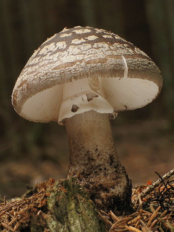 muchotrávka hrubá Amanita excelsa (Fr.) Bertill.