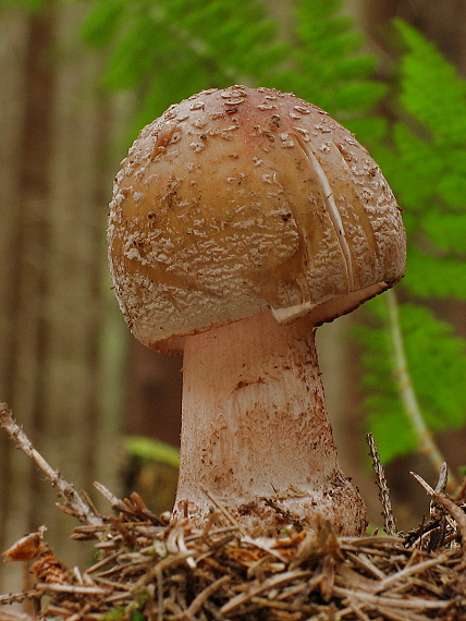 muchotrávka červenkastá Amanita rubescens Pers.