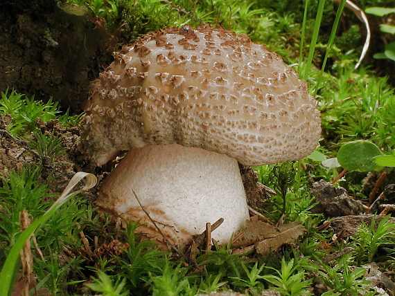 muchotrávka červenkastá Amanita rubescens Pers.