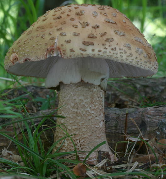 muchotrávka červenkastá Amanita rubescens Pers.