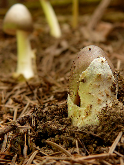 muchotrávka pošvatá Amanita vaginata (Bull.) Lam.