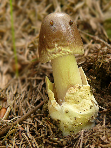 muchotrávka pošvatá Amanita vaginata (Bull.) Lam.