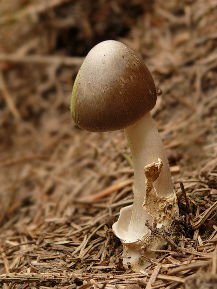 muchotrávka pošvatá Amanita vaginata (Bull.) Lam.