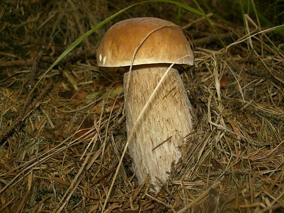 hríb smrekový Boletus edulis Bull.