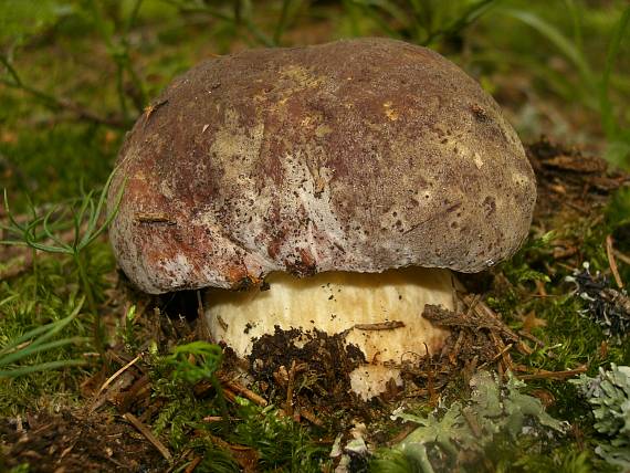 hríb sosnový Boletus pinophilus Pil. et Dermek in Pil.