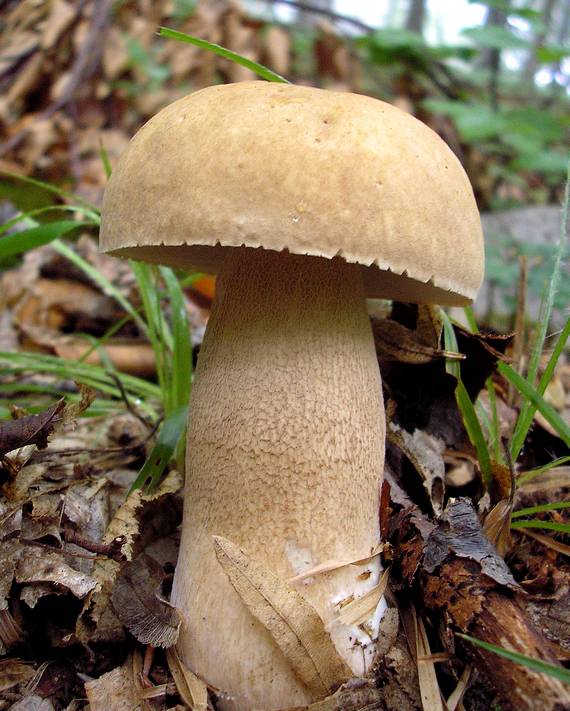 hríb dubový Boletus reticulatus Schaeff.