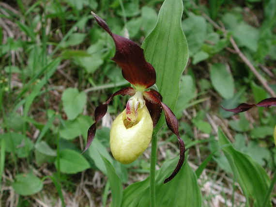 črievičník papučkový Cypripedium calceolus L.