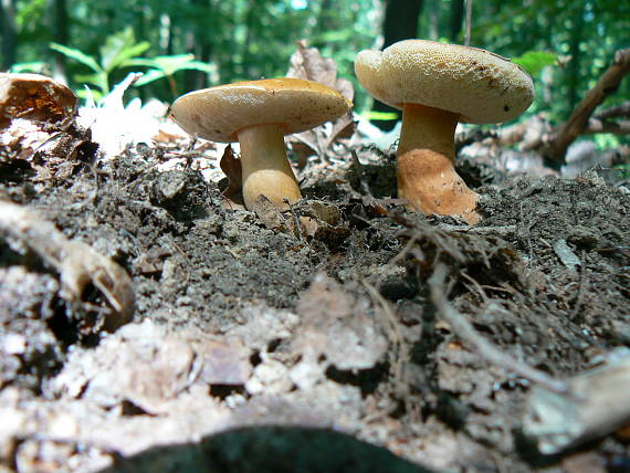 hríbnik gaštanovohnedý Gyroporus castaneus (Bull.) Quél.