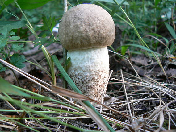 kozák topoľový Leccinum duriusculum (Schulzer ex Kalchbr.) Singer