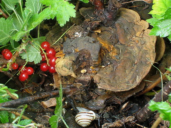 ohňovec ríbezľový Phellinus ribis (Schumach.) Quél.