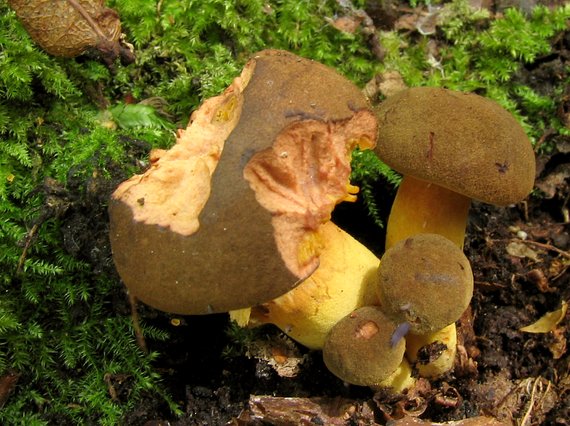 lupeňopórovec červenožltý Phylloporus rhodoxanthus (Schwein.) Bres.