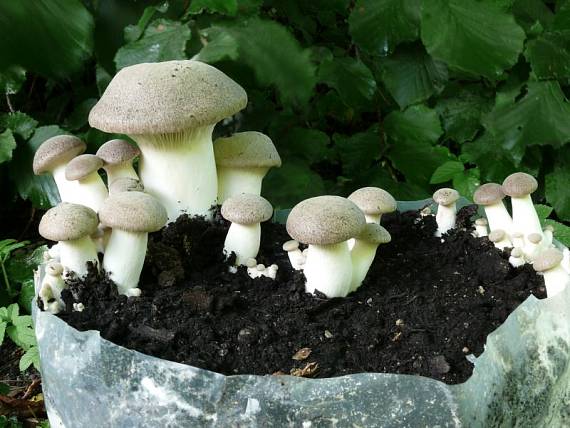 hlíva máčková - Hliva kotúčová Pleurotus eryngii (DC.) Quél.