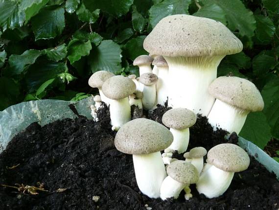 hlíva máčková - Hliva kotúčová Pleurotus eryngii (DC.) Quél.