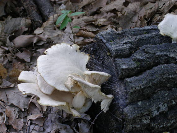 hliva buková Pleurotus pulmonarius (Fr.) Quél.