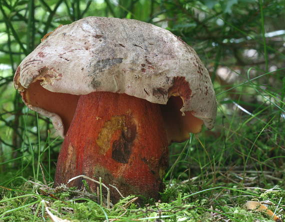 hríb úhľadný horský Rubroboletus rubrosanguineus (Cheype) Kuan Zhao & Zhu L. Yang